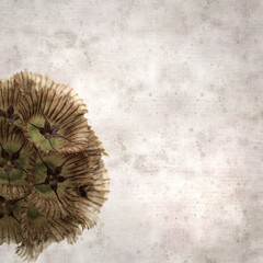 textured old paper background with seed head of Lomelosia stellata, paper moon