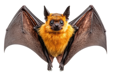 A bat with wings spread, detailed wing membrane texture, realistic but clean design, white background