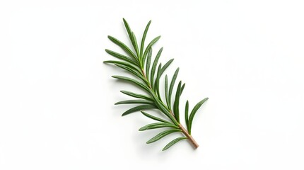 rosemary, 3D rendering, isolated herb, white background, realistic plant, culinary herb, rosemary sprig, botanical illustration, herb leaf, detailed texture