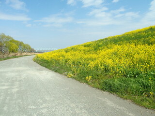 菜の花満開の春の江戸川土手と砂利道風景