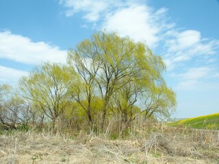 枯れ草のある野原と芽吹きの木のある春の江戸川河川敷風景