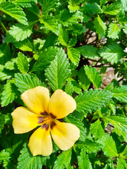 Yellow flower with black center blooms amidst vibrant green leaves, showcasing nature's intricate...