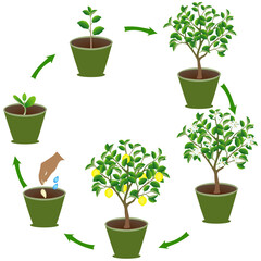 Life cycle of lemon in a pot on a white background..eps