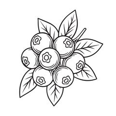 Bunch of Blueberries with Leaves