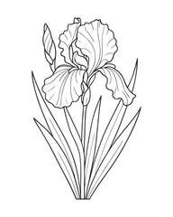 Detailed line art illustration of an iris flower