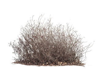 Dry shrub bush transparent background nature cutout png outdoor environment natural habitat viewpoint