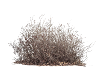 Dry shrub bush transparent background nature cutout png outdoor environment natural habitat viewpoint