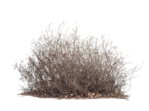 Dry shrub bush transparent background nature cutout png outdoor environment natural habitat viewpoint