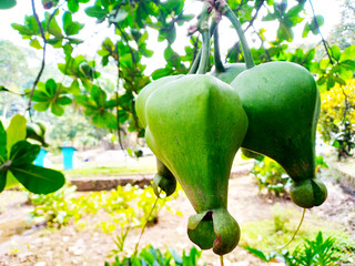 Close-up capture of Barringtonia Asiatica or Butun fruits hanging on a tree. The image highlights...