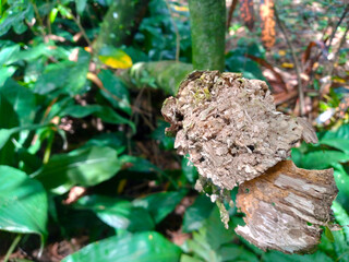 Tree branch displaying natural decay in a dense forest. The close-up view reveals textures of the...