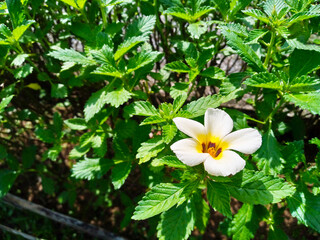 White Flower Bloom on Lush Green Foliage