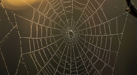 Obraz premium Spiderweb close up natures intricate design