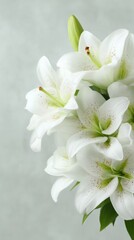 Fototapeta premium White lilies bloom serenely, echoing Easter renewal and Imbolcs quiet anticipation, capturing whispers of purity and grace