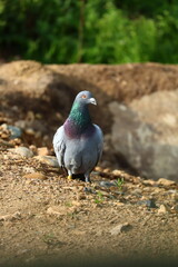 pigeon on the ground