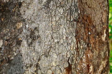 The rough texture, dark brown barks of the big tree. 