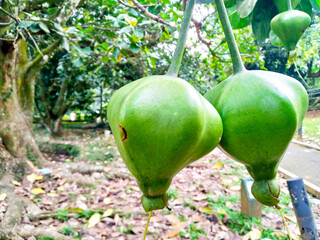 Close-up capture of barringtonia asiatica fruits hanging on a tree. The image highlights the unique...
