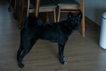 Portrait of Ckami, a Cute Small Dog at Home