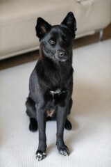 Portrait of Ckami, a Cute Small Dog at Home