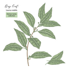 Bay leaf plant vector illustration. Laurus nobilis leaves. Kitchen herbs in vintage style.