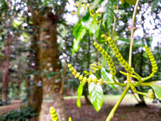 Vibrant green plant with budding flowers in a lush garden setting. The detailed close-up captures the intricate structure and fresh hues of the plant, emphasizing nature's beauty.