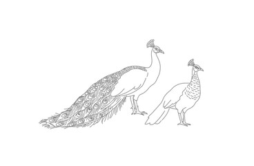 Fototapeta premium Peacock and peahen drawing. It is a black and white outline image of a peacock with a fanned tail next to a smaller peahen, depicting the distinct pair. Vector sketch line art draw.