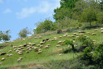 Sheep grazing on a hillside near Capileira, Alpujarras of Granada, Andalusia, Spain.