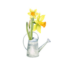 yellow flowers in garden watering can, hand drawn watercolor daffodils, narcissus, spring Easter illustration of jonquils bouquet, green leaves for party decoration, greeting card, wedding