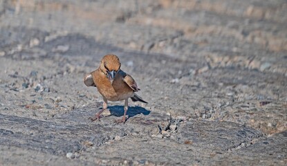Desert Finch (Rhodospiza obsoleta) is seen in the south-eastern parts of Türkiye. It is a rare species.