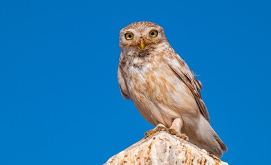 Little Owl (Athene noctua) is generally mouse, small snakes and lizards hunt lives.