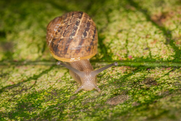 Close up of a Snail slithering along a leaf