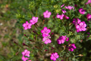 Carnation flowers blooming in spring
