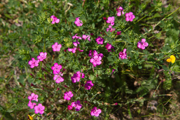 Fototapeta premium Carnation flowers blooming in spring