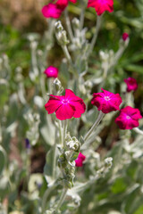 The rose campion (Silene coronaria) plant blooming