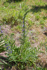The viper's bugloss (Echium vulgare) plant starting to bloom in spring	
