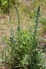 The viper's bugloss (Echium vulgare) plant starting to bloom in spring	
