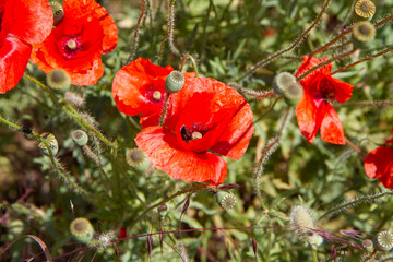 Poppy flowers blooming in a garden	
