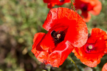 Poppy flowers blooming in a garden	
