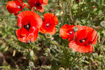 Poppy flowers blooming in a garden	
