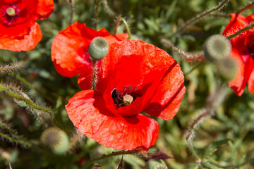Poppy flowers blooming in a garden	
