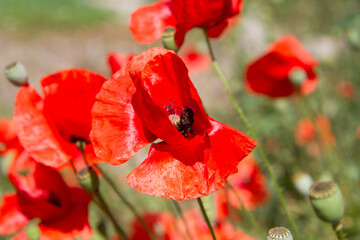 Poppy flowers blooming in a garden	
