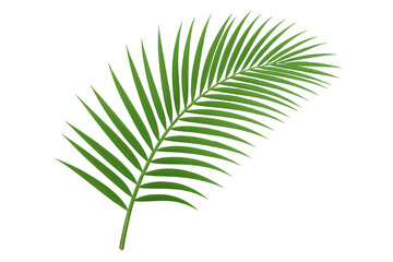 Obraz premium Green palm leaf vector illustration, rendering realistic botanical detail against transparent backdrop for tropical graphic design projects
