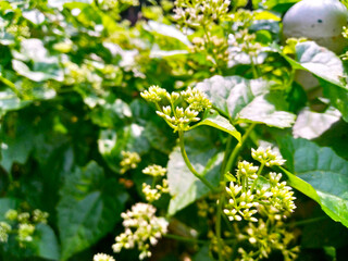 Close-up shot of vibrant green foliage with tiny blossoms bathed in sunlight. The fresh leaves and delicate flowers create a serene and natural atmosphere, embodying growth and tranquility.