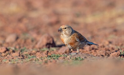 
Common Linnet (Linaria cannabina) is one of the most beautiful songbirds in the world. This cute bird was seen feeding in Karacadag.