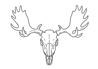 Moose skull drawing. It is a black and white outline image of a moose cranium with broad, palmate antlers, detailing its impressive skeletal structure. Vector sketch line art draw.