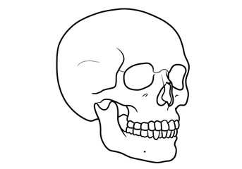 Skull drawing. It is a black and white outline image of a human cranium, featuring the full set of teeth and classic bone structure. Vector sketch line art draw.