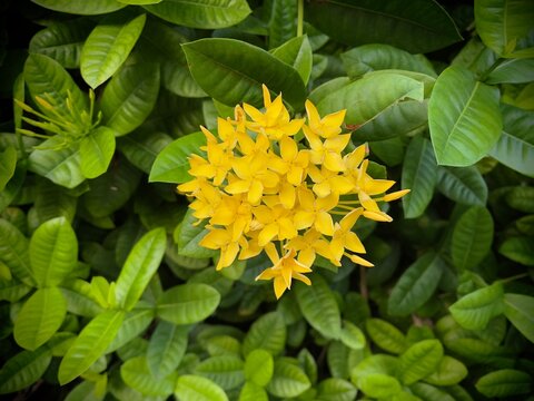 Yellow Chinese Ixora flowers (Ixora chinensis), selective focus