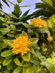 Yellow Chinese Ixora flowers (Ixora chinensis), selective focus