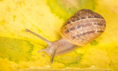Close up of a Snail slithering along a leaf