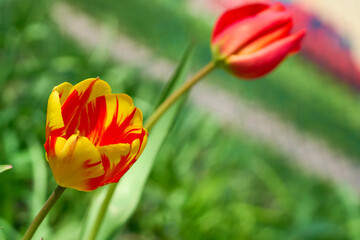Warmth in nature.Young yellow red tulips on green lawn