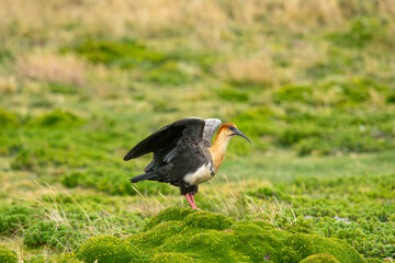 Living in its natural habitat in rural Ecuador, Theristicus melanopis